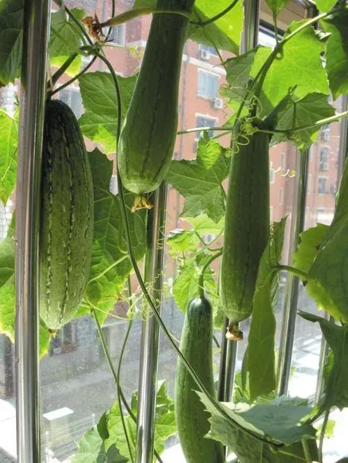 在你家阳台上种几盆丝瓜,每天都可以采集 不老神水