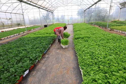 掌握绿色种植技术,高效高质种植大棚蔬菜,提高农户生活水平